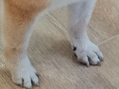 -南京Hallo宠物乐园·哈罗犬舍·柴犬繁育基地