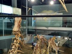 -墨尔本博物馆(Melbourne Museum)