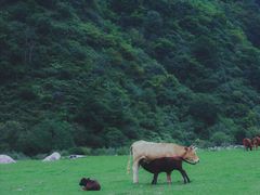 -狮子沟牧场