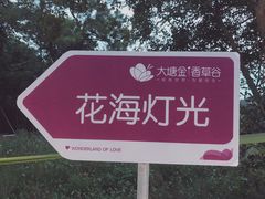 -大塘金香草谷