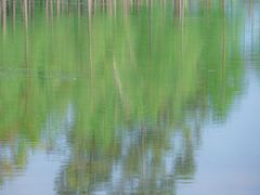 -白鹭湾湿地公园