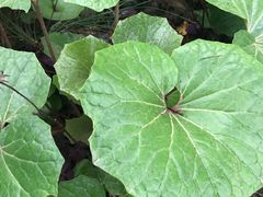 -合肥滨湖国家森林公园