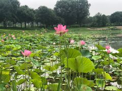 -龙熙温泉高尔夫俱乐部