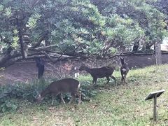 -汉拿树木园