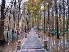 -桤木河湿地公园