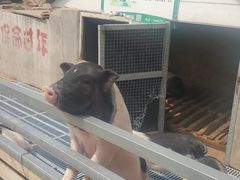 -北京鹿世界主题园