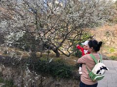 -灵山景区梯田