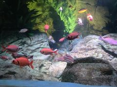 -上海海洋水族馆