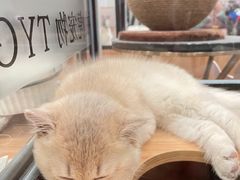 -袖虎·猫馆(体育西路店)