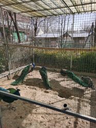 -萌宠亲子动物乐园(槐房万达店)