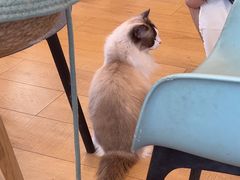 -Let's go狗咖·猫咖·奶狗·桌游(春熙路IFS店)