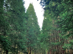 -炎陵县神农谷国家森林公园