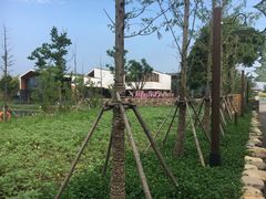 -田园东方蜜桃村的田野营地