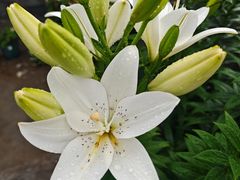 -蓉新商务酒店(华西医院武侯祠店)