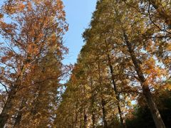 -黄海国家森林公园