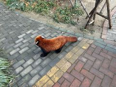 -常州淹城野生动物世界