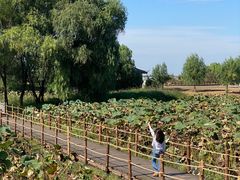 -池杉湖湿地公园