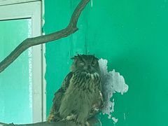 -西霞口神雕山野生动物世界