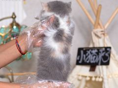 -小猫来了·猫舍(红山六九七九店)