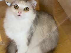 -猫腻·猫咖·撸猫馆(星光大道店)