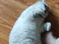 -味多美蛋糕(潘家园店)