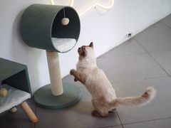 -有猫主题·治愈系猫咖(曾厝垵店)