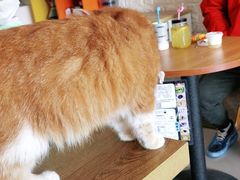 -平行世界·猫咖(首经贸店)