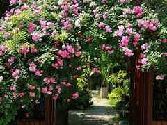 -谷咖啡·鲜花绿植花园餐厅