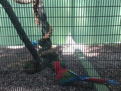 -新加坡飞禽公园