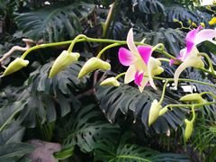 -北京植物园-展览温室