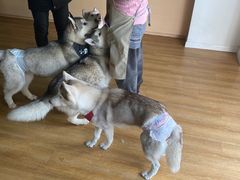 -Husky Go! 哈士奇体验馆·宠物咖啡厅狗咖