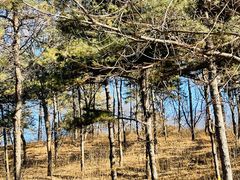 -北京西山国家森林公园