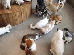 -飞行喵MR PILOT|猫舍·猫咖(静安大融城店)