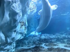 -珠海长隆海洋王国