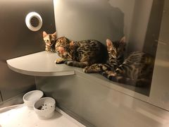 -猫大福·Fortune Cat猫舍(百子湾店)