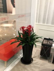 -银座Calla日式美容沙龙