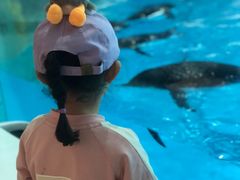 -帝企鹅自助餐厅•儿童岛•真企鹅(长隆企鹅酒店)