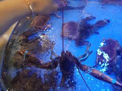 -高老庄新家宴(北斗星广场店)