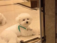 -瑞派宠物医院(搏威敦和院)