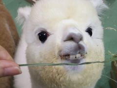 -藦茜花园宠物主题亲子互动体验馆(国顺东路店)