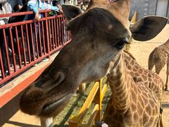 -西霞口神雕山野生动物世界