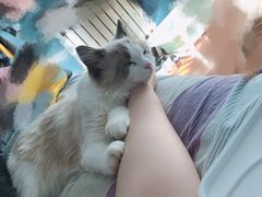 -猫十亿·布偶金渐层·曼基康矮脚猫舍(青年路店)