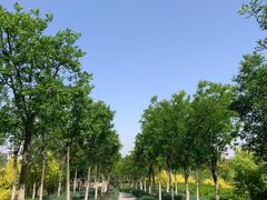 -天津东丽湖风景区