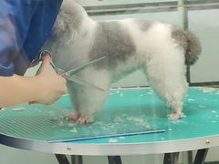 -博特宠物医院24h犬猫全科.骨科·异宠