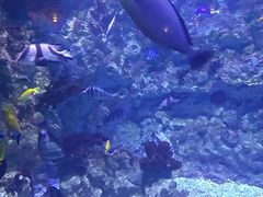 -烟台海昌鲸鲨海洋公园