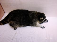 -浣熊柯尔鸭土拨鼠·电玩咖