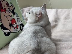 -宠颐生美多格动物医院骨科·影像科新北转诊中心(汉江路店)