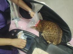 -北京观赏动物医院·24小时大型综合·猫专科·异宠专科