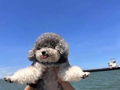 -东莞宠友24H宠物中心医院·转诊夜诊·异宠(新河北路院)