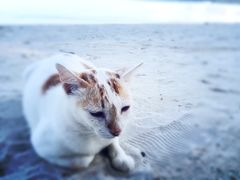 -查汶海滩